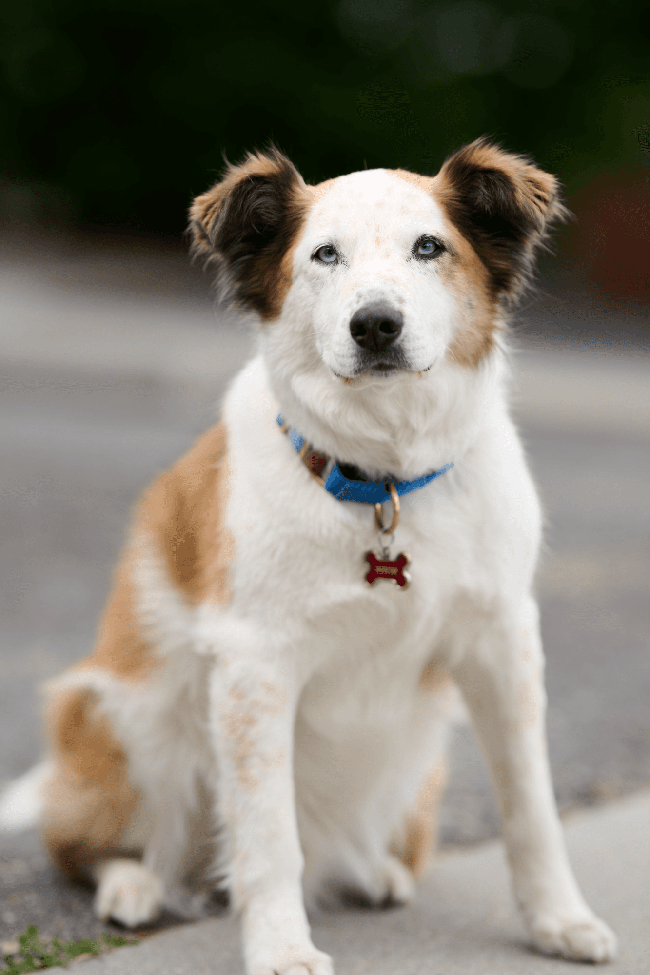 Roscoe, the law dog at A&M Law in Missoula, Montana